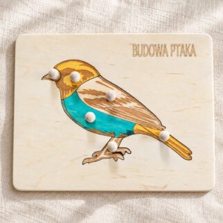 Układanka - puzzle montessori budowa ptaka