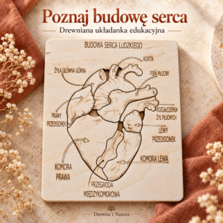 Budowa serca - anatomia człowieka