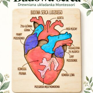 Budowa serca - anatomia człowieka