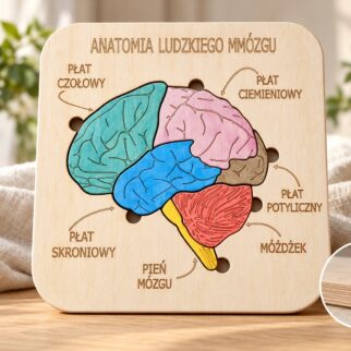 Budowa mózgu - anatomia człowieka