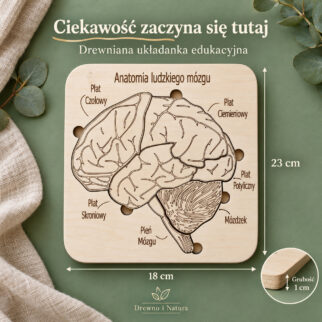 Budowa mózgu - anatomia człowieka