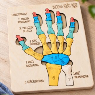 Budowa kości ręki - anatomia człowieka
