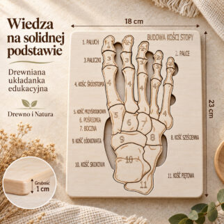Budowa kości stopy - anatomia człowieka