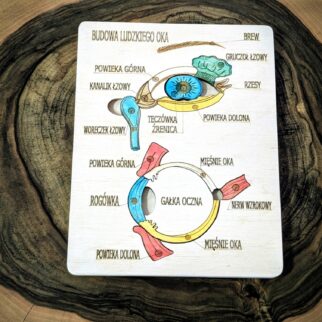 Anatomia człowieka oko