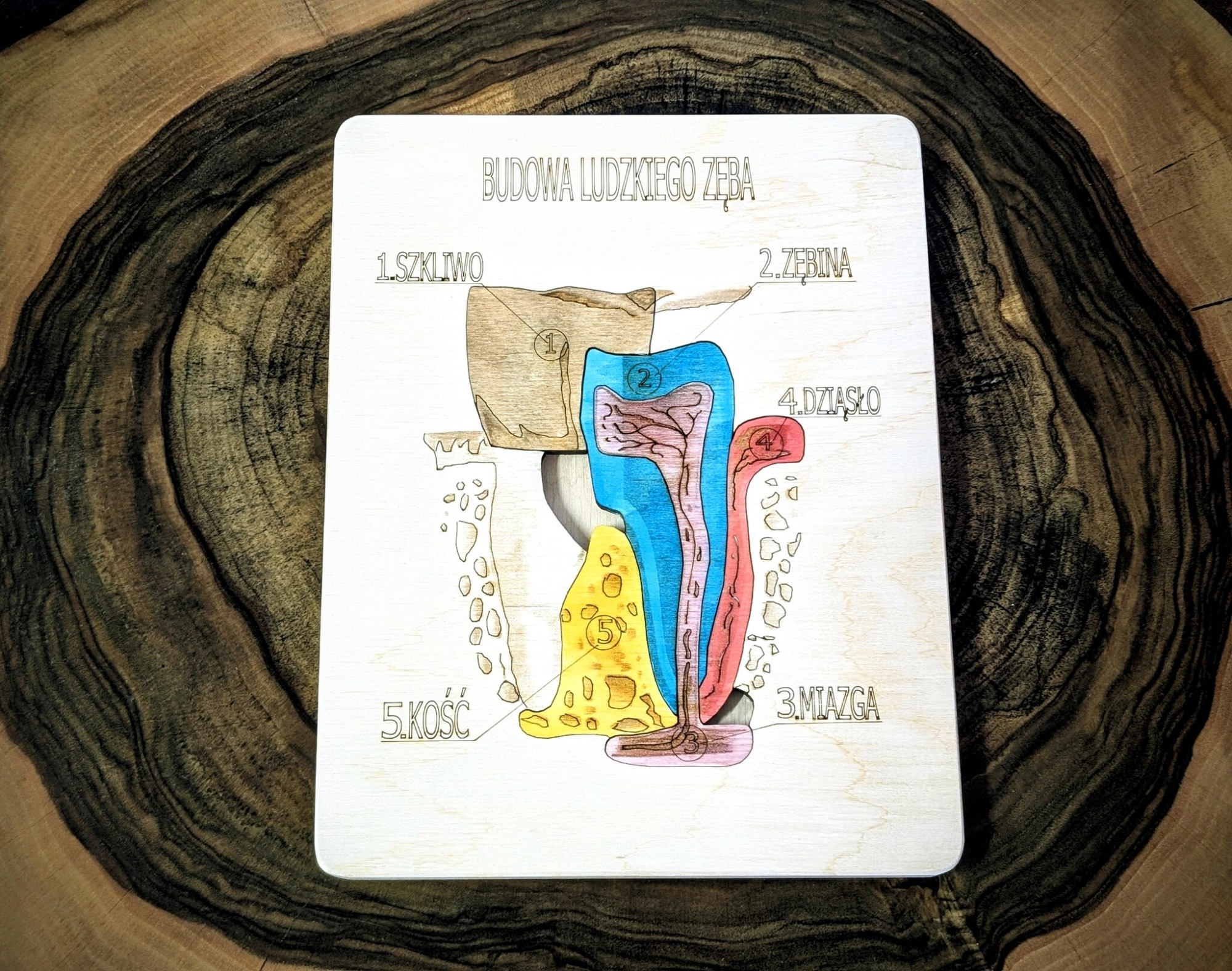Układanka Montessori - budowa zęba – anatomia człowieka