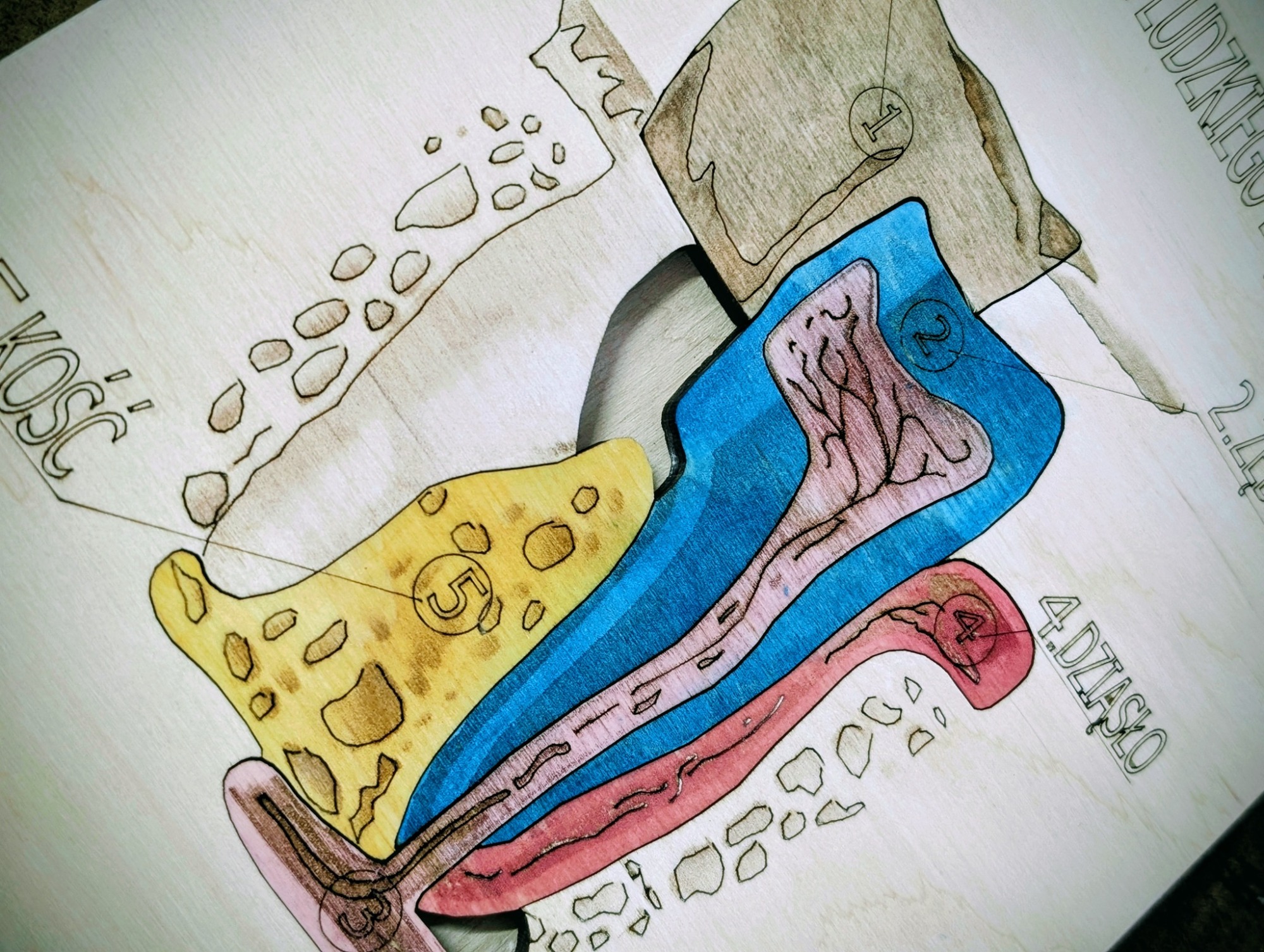 Układanka Montessori - budowa zęba – anatomia człowieka - obrazek 3