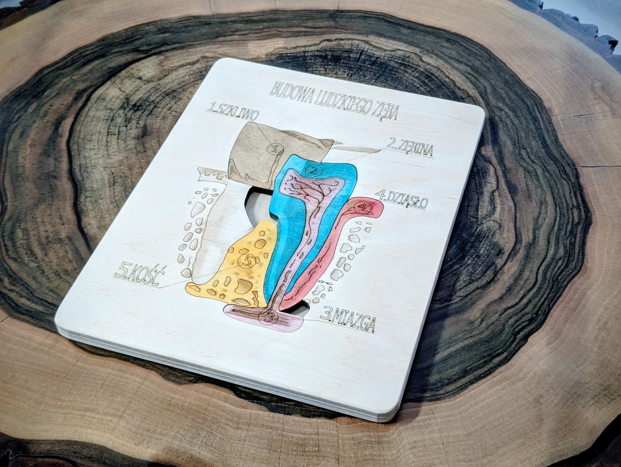 Układanka Montessori - budowa zęba – anatomia człowieka - obrazek 2