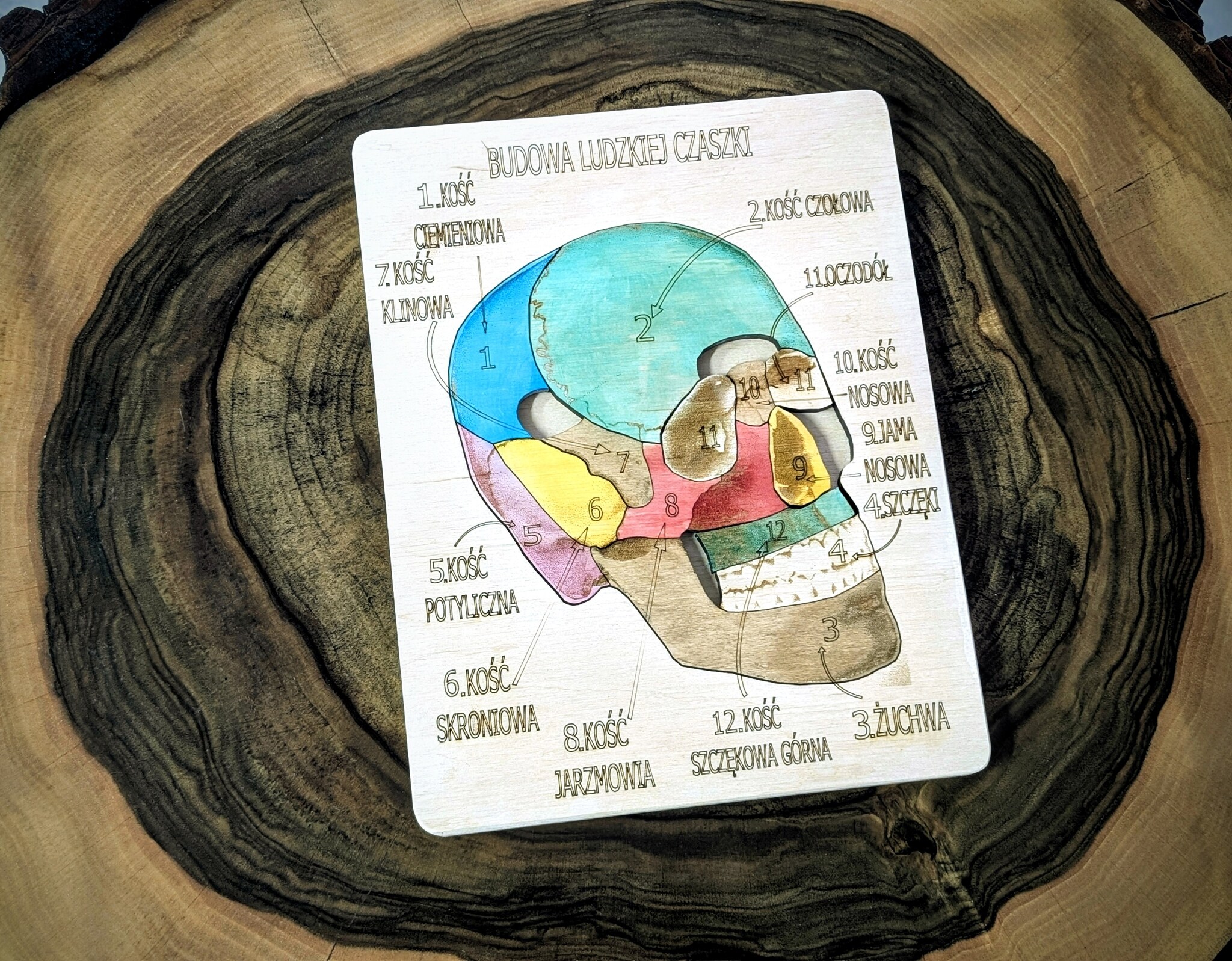 Budowa czaszki - anatomia człowieka
