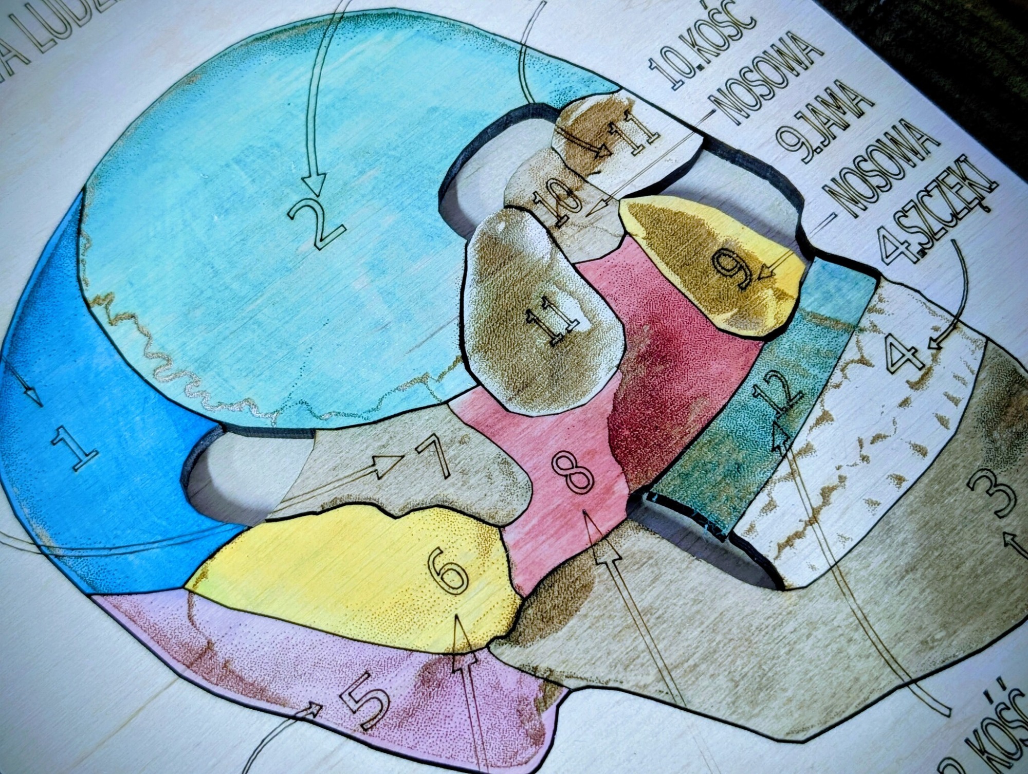 Budowa czaszki - anatomia człowieka - obrazek 3