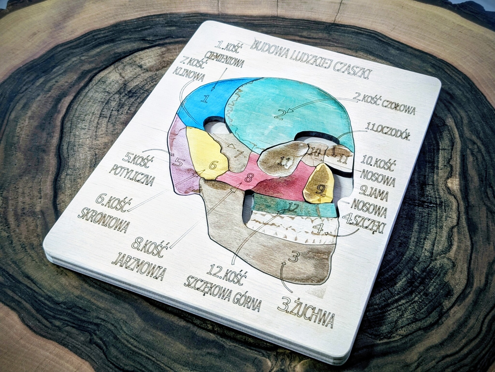 Budowa czaszki - anatomia człowieka - obrazek 2