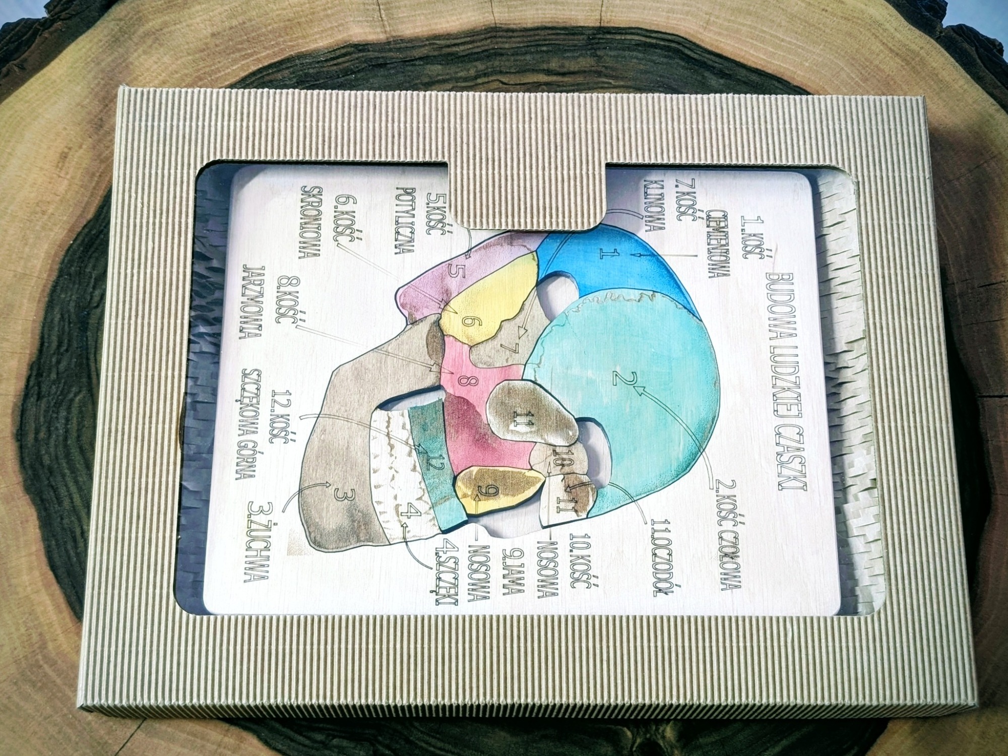 Budowa czaszki - anatomia człowieka - obrazek 5
