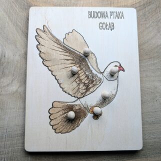 Układanka - puzzle montessori  budowa ptaka gołąb
