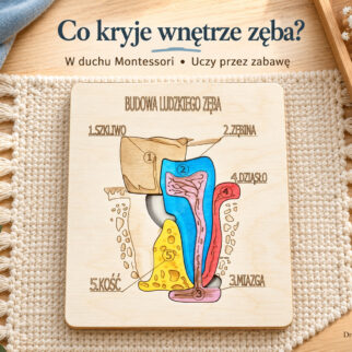 Układanka Montessori - budowa zęba – anatomia człowieka