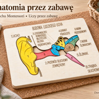 Budowa ucha – drewniana układanka Montessori